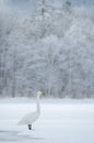 Swans on a frozen winter lake and trees in a foggy forest. Lake Kussharo in Hokkaido.