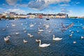 Swans in Galway Bay, Ireland. Royalty Free Stock Photo