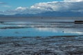 Swans gather in the shallows at the base of Farewell Spit Royalty Free Stock Photo