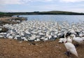 Swans gathering at a swannery Royalty Free Stock Photo