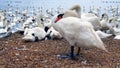 Swans gathering at a swannery Royalty Free Stock Photo