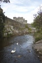 Swans, geese and duck on River Suir by Cahir Castle