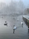 Swans and geese on a foggy lake Royalty Free Stock Photo