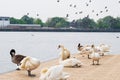 Swans, geese and other birds at Salford Quays in Manchester