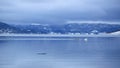 Swans and geese at Trondheim fjord