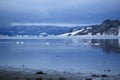 Swans and geese at Trondheim fjord