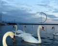 Swans on Geneva Lake in Lausanne, Switzerland Royalty Free Stock Photo