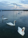 Swans on Geneva Lake in Lausanne, Switzerland