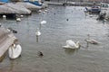 Swans on Geneva lake. Switzerland