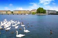 Swans in Geneve Geneva of Switzerland Swiss