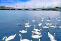 Swans in Geneve Geneva of Switzerland Swiss Royalty Free Stock Photo