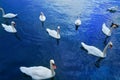 Swans in Geneve Geneva of Switzerland Swiss