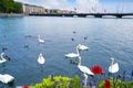 Swans in Geneve Geneva of Switzerland Swiss