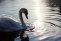 Swans gentle swim, a serene moment in the waters embrace