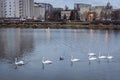 Swans in Goclaw area, Warsaw, Poland