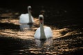 Swans On Gold Tinted Water Royalty Free Stock Photo