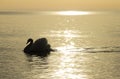 Swans on the golden sea.