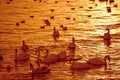 Swans in golden sunset water