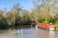 Swans on the Grand Union canal approaching Debdale Wharf, UK Royalty Free Stock Photo