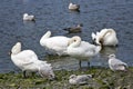 Swans and grey gulls grooming on a lake shore in Ireland