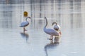 Swans group on ice of frozen lake in winter, reflections on ice mirror