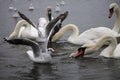 Swans and gulls fighting for food Royalty Free Stock Photo