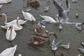 Swans and gulls 