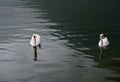 Swans at hallstaettersee lake. Hallstatt Royalty Free Stock Photo