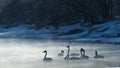 Swans in the frost