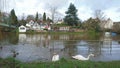 2 swans heads under water feeding Royalty Free Stock Photo