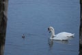 Swans with her little ones Royalty Free Stock Photo