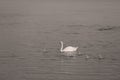 Swans with her little ones Royalty Free Stock Photo