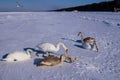 Swans on the ice of the frozen Gulf of Riga in frosty, snowy winter