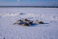 Swans on the ice of the frozen Gulf of Riga in frosty, snowy winter