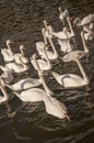 Swans