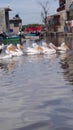 Swans on the island of Mexcaltitan