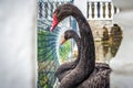 Swans in Kamianets Podilskyi