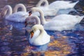 Swans in a lake with autumn leaves Royalty Free Stock Photo