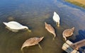 Swans, lake, birds Ã°Å¸Â¦Â¢