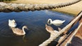 Swans, lake, birds Ã°Å¸Â¦Â¢