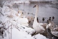 Swans on the lake, with chicks, in the winter Royalty Free Stock Photo