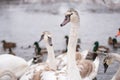 Swans on the lake, with chicks, in the winter Royalty Free Stock Photo