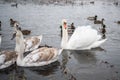 Swans on the lake, with chicks, in the winter Royalty Free Stock Photo