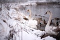 Swans on the lake, with chicks, in the winter Royalty Free Stock Photo