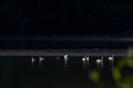 Swans on the lake with a dark background, Anseriformes