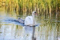 Swans on the lake. Familiy of swans