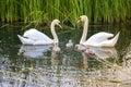 Swans on the lake. Familiy