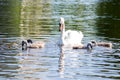 Swans on the lake. Familiy of swans