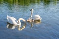 Swans on the lake. Familiy of swans