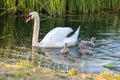 Swans on the lake. Familiy